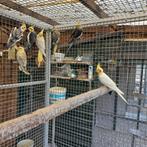Te koop 10. Valkparkieten, Dieren en Toebehoren, Meerdere dieren, Parkiet