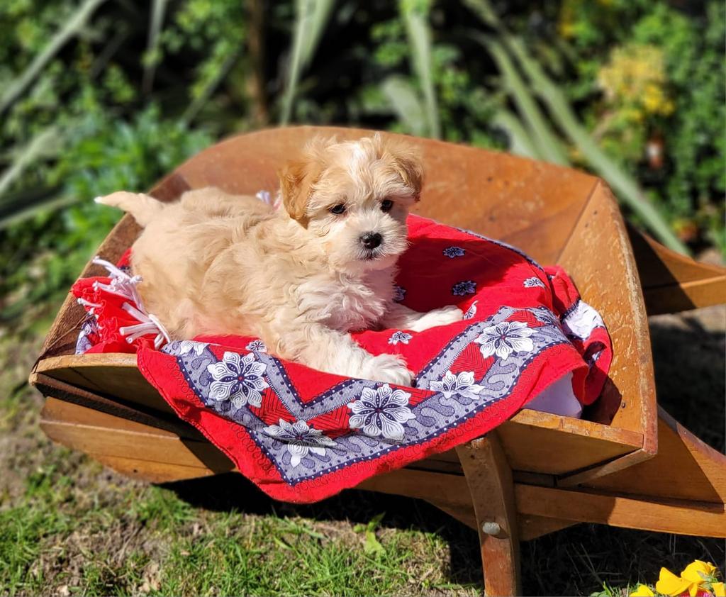 Leuke boomer pups te koop!, Dieren en Toebehoren, Honden | Chihuahua's en Gezelschapshonden, Parvo, Overige rassen, 8 tot 15 weken