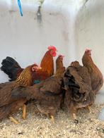 Prachtige mooi welsummer kippen te koop