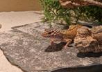 Luipaard gekko man tekoop, Ophalen