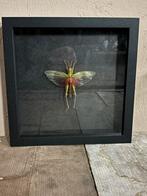 Mooie lijst met een Roze Sprinkhaan! (zwart achtergrond), Verzamelen, Ophalen of Verzenden, Nieuw, Insect, Opgezet dier