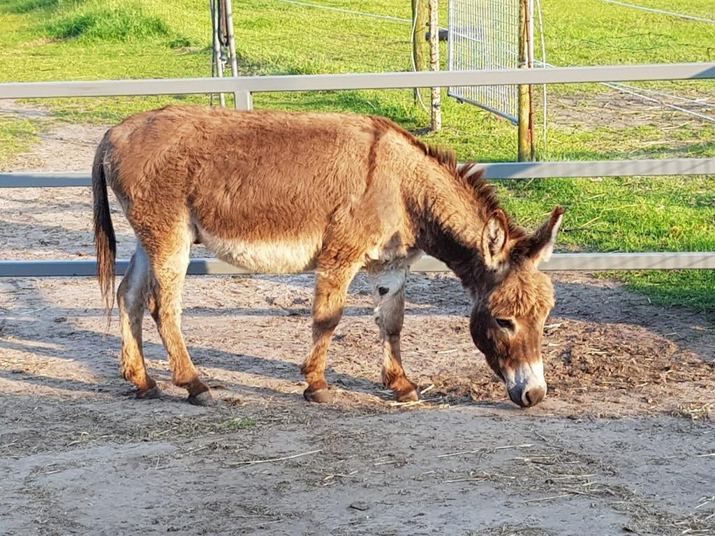 Mini ezel te huur, Dieren en Toebehoren, Overige Dieren, Maart, Mannelijk