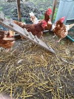 11 Bruine bijna uitgelegen legkippen, Vrouwelijk, Kip