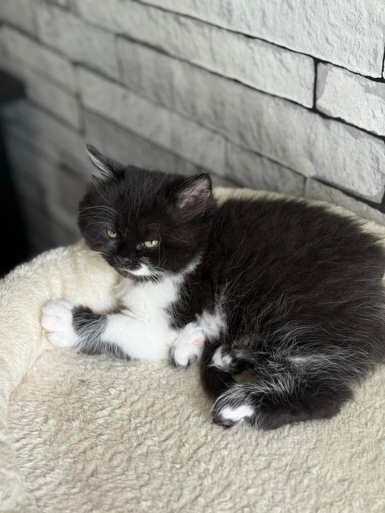 Lang haar kittens, Dieren en Toebehoren, Katten en Kittens | Raskatten | Langhaar, Poes