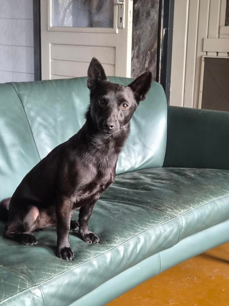 Ter adoptie kruising schipperke hondje, Dieren en Toebehoren, Particulier, 1 tot 2 jaar, Buitenland, Parvo