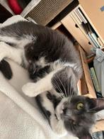 Poes Kat 3,5jr zoekt nieuw huisje. Herplaatsen, Poes