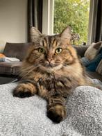 Ragdoll tortie poes te koop aangeboden, Poes