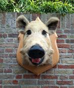 Opgezette kop zwijn taxidermy opgezet jacht schedel hert, Verzamelen, Ophalen, Wild dier, Gewei of Kop