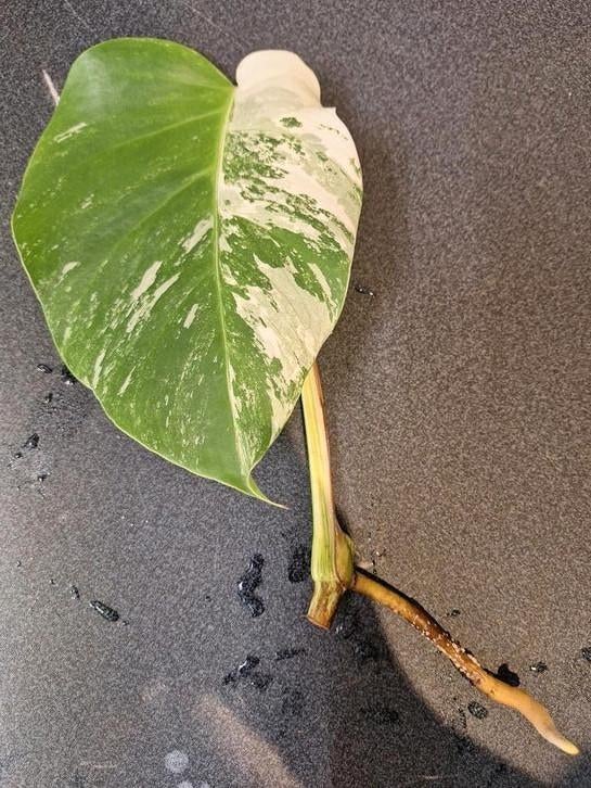 Monstera variegata stek, Ophalen of Verzenden, Halfschaduw, Minder dan 100 cm