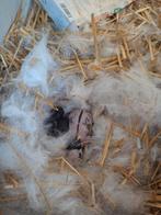 Baby lotharinger konijnen ter reserveren, Dieren en Toebehoren, Konijnen, Meerdere dieren, Middelgroot, 0 tot 2 jaar