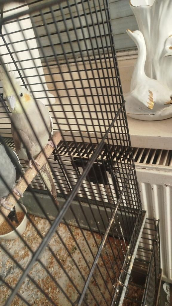 2 lieve valksparkieten, Dieren en Toebehoren, Vogels | Parkieten en Papegaaien, Parkiet