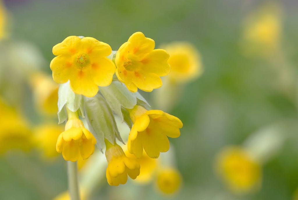 Sleutelbloem (primula Veris), Ophalen of Verzenden, Halfschaduw