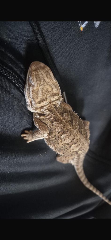 baardagaam Bearded Dragon - unknown for sale from Joost