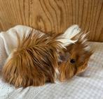 Jong cavia vrouwtje peruvian, Februari, Vrouwelijk, Cavia
