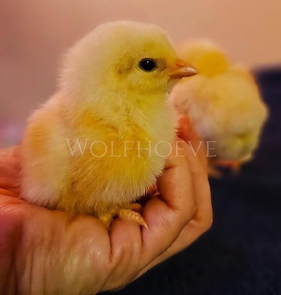 Broedeieren zalm brahma grote soort, Dieren en Toebehoren, Pluimvee, Kip, Geslacht onbekend