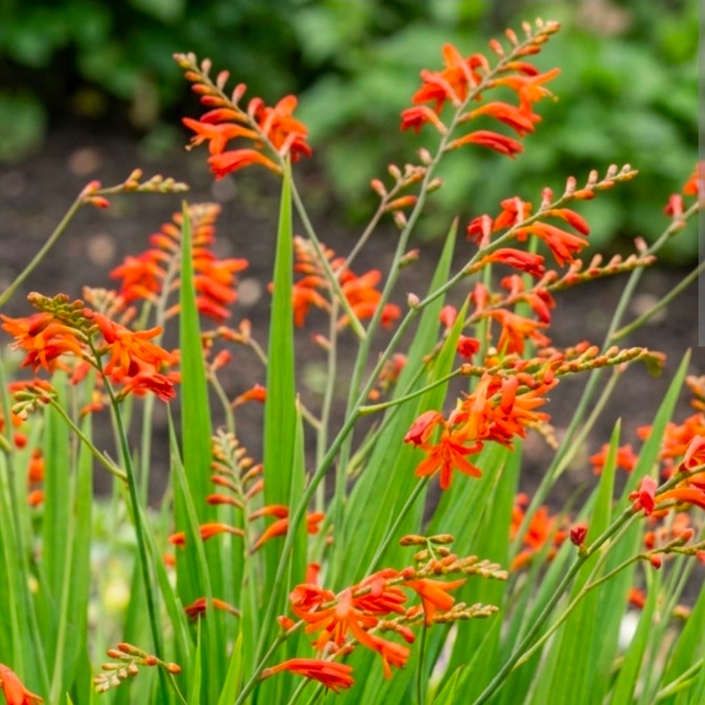 goedkope vasteplant bodembedekker siergras carex herfstaster, Ophalen of Verzenden, Vaste plant, Siergrassen, Halfschaduw