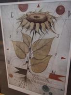 Alois Jamak [1924], kleurenets, zonnebloem, Ophalen