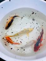 Koi vijver 4800 liter + Koi karpers compleet met pomp!, Karper of Koi