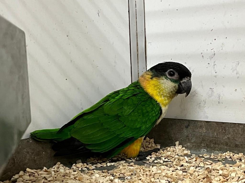 Caique papegaai, Dieren en Toebehoren, Vogels | Parkieten en Papegaaien, Mannelijk, Papegaai, Geringd
