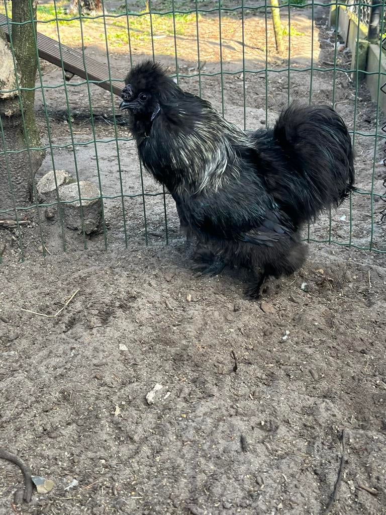 Zijdehoen haan, Dieren en Toebehoren, Mannelijk, Kip