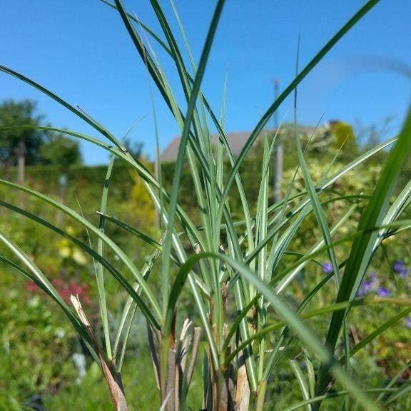 6x Prachtriet Miscanthus Sinensis Adagio en  Silberfeder, Tuin en Terras, Planten | Tuinplanten, Volle zon, Vaste plant, Siergrassen