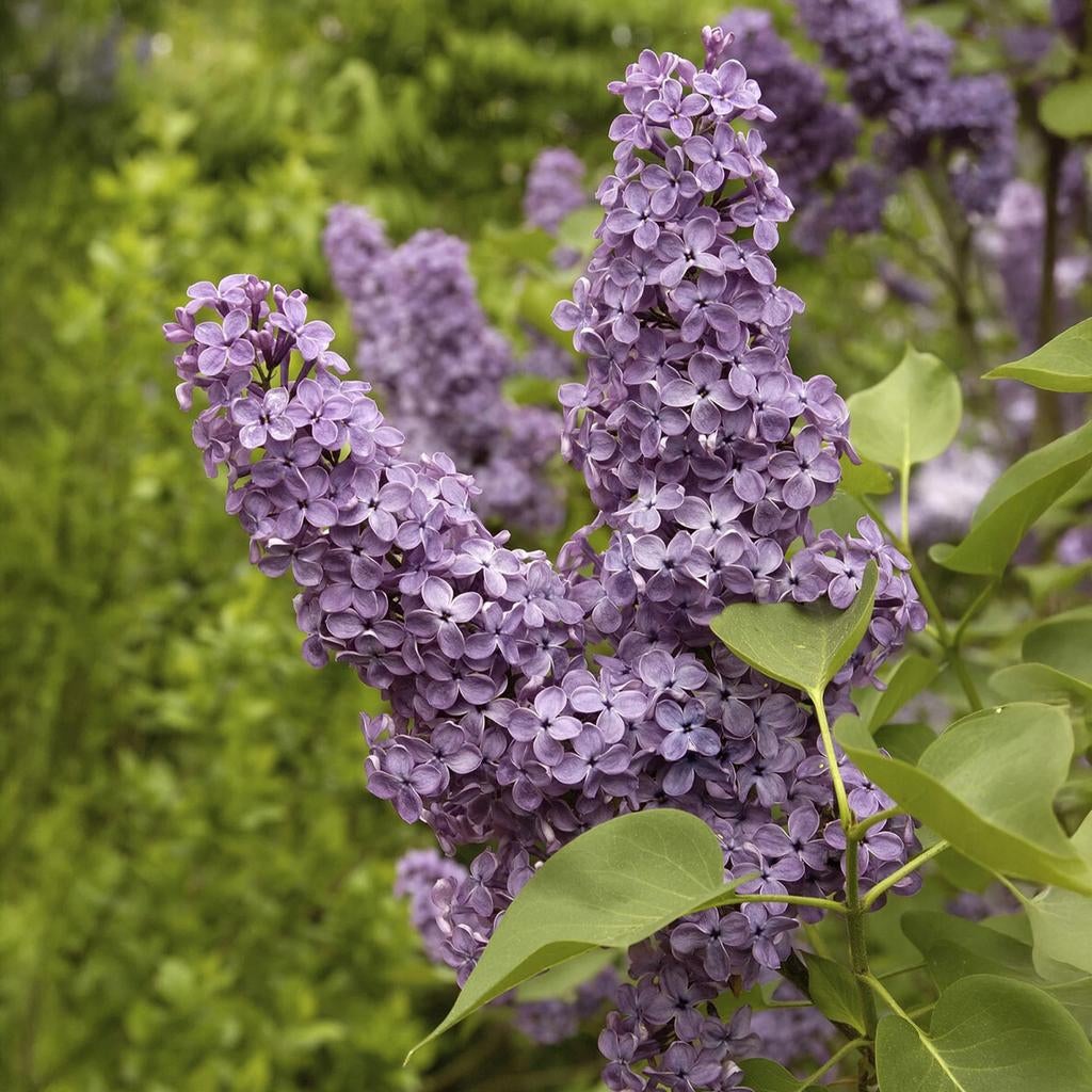 Seringen planten paars, Volle zon, Vaste plant, Lente, Ophalen