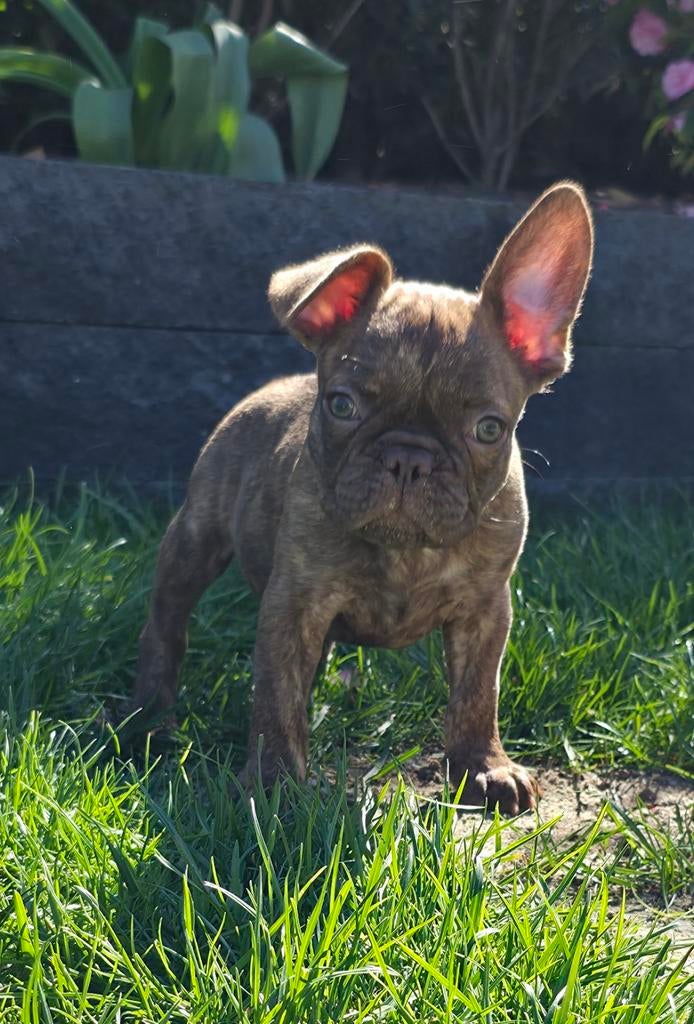 💙 Super leuke x franse bulldog reu pup bijzondere kleur 💙, Dieren en Toebehoren, Parvo, Reu, 8 tot 15 weken, Bulldog
