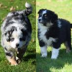 Hele knappe Miniature American Shepherd (MAS) pups, Dieren en Toebehoren, Honden | Niet-rashonden, Parvo, 8 tot 15 weken, Meerdere