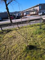 Kleine appelboom voor tuin of pot, Ophalen, Lente, Volle zon, In pot