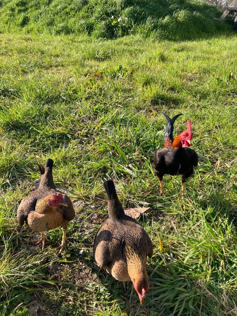 Oudengelse vechtkriel broedeieren, Dieren en Toebehoren, Meerdere dieren, Kip