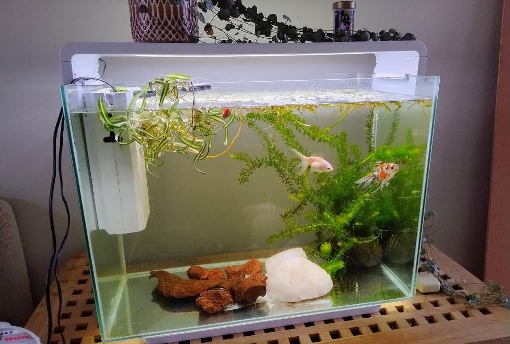 Gratis 2 sluierstaarten, Dieren en Toebehoren, Vissen | Aquaria en Toebehoren, Ophalen