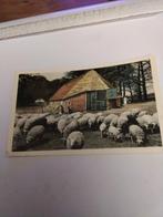 EDE. SCHAAPSKOOI OP DE GINKEL. 1957, Ophalen of Verzenden, 1940 tot 1960, Gelderland