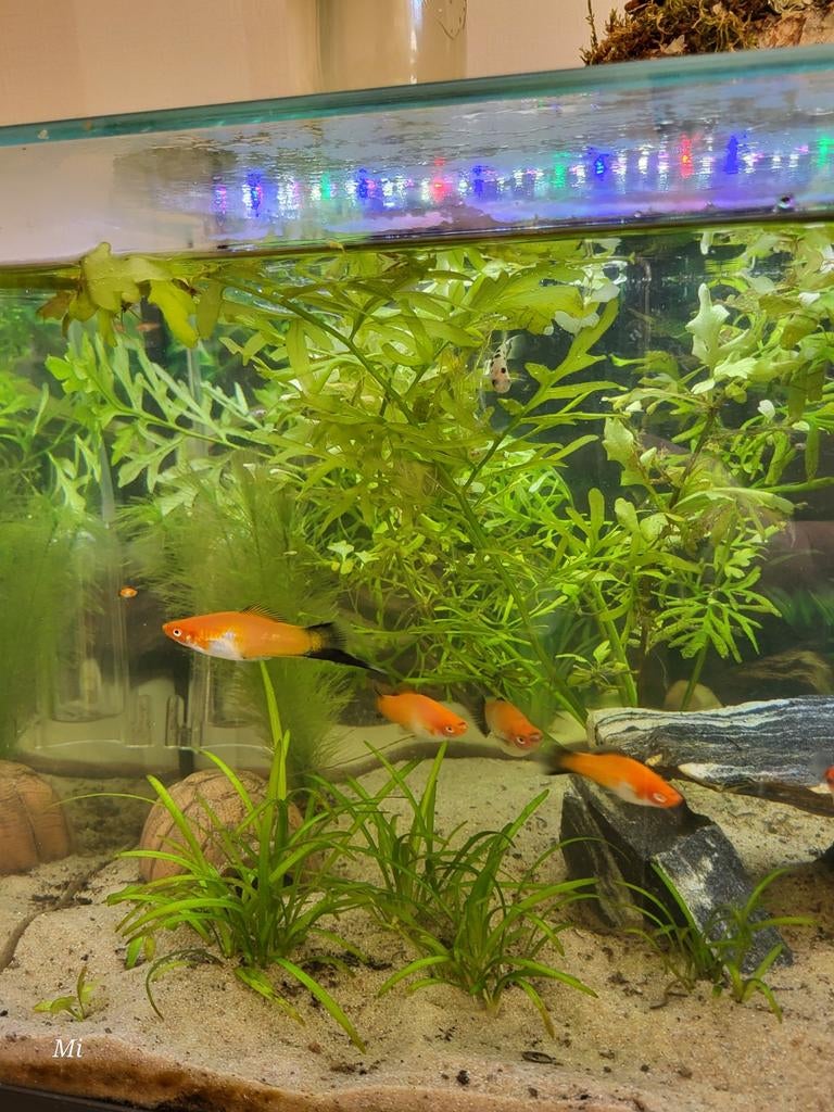 Zwaarddrager  man, Dieren en Toebehoren, Vis