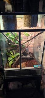 Kameleon vrouwtje, Ophalen