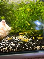 Mooie gele garnalen, Dieren en Toebehoren, Kreeft, Krab of Garnaal