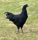 Jonge ayam cemani haan, Dieren en Toebehoren, Pluimvee, Mannelijk, Kip