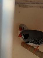 Twee zebravinken (per stuk), Meerdere dieren, Parkiet