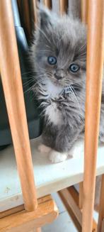 Mainecoon  met een vleugje ragdoll kittens, Meerdere dieren, Ontwormd, 0 tot 2 jaar