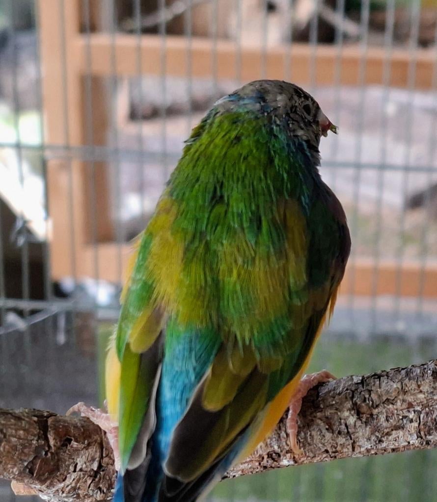 Gouldamadine, Dieren en Toebehoren, Vogels | Overige Vogels, Meerdere dieren