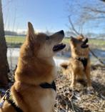 hondenuitlater gezocht, Uitlaatservice