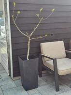 2x vijgboompjes incl pot, Ophalen, Minder dan 100 cm, Overige soorten, Zomer