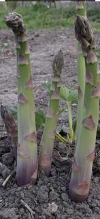 Asperges de groene variant, Ophalen, Voorjaar, Volle zon, Wortelstok