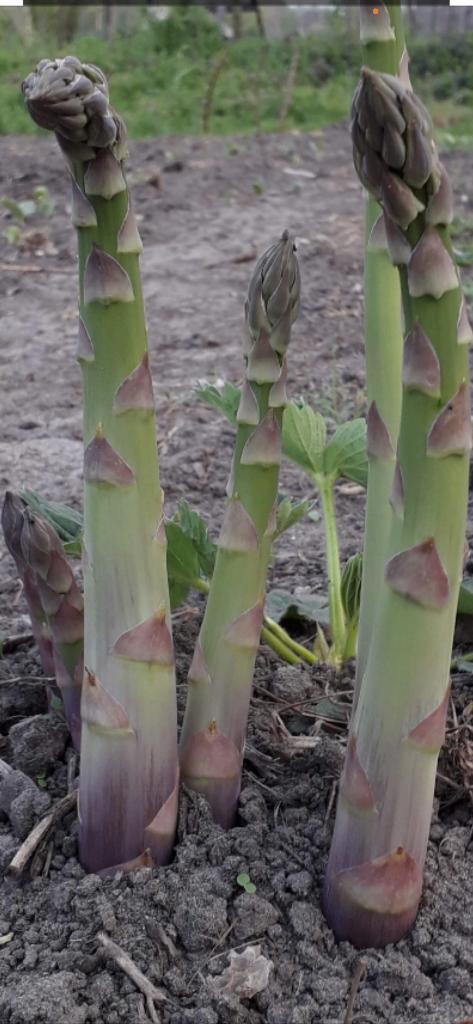 Asperges de groene variant, Tuin en Terras, Bloembollen en Zaden, Wortelstok, Voorjaar, Volle zon, Ophalen