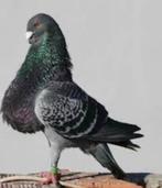 Jiennense, Dieren en Toebehoren, Meerdere dieren