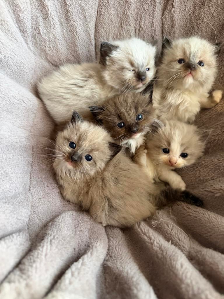 Ragdoll kittens, Meerdere dieren, Ontwormd, 0 tot 2 jaar