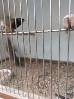 Q, Ophalen of Verzenden, Nieuw, Hout, Vogelkooi