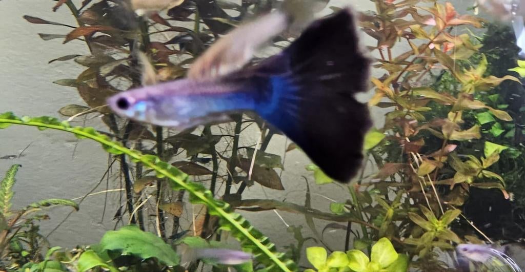 Singa blue tail guppen Thailand, Vis, Zoetwatervis, Schoolvis