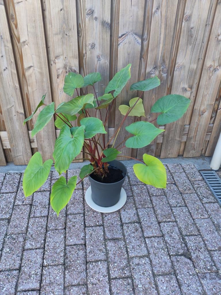 Grote kamerplant, maggy, homalomena, Huis en Inrichting, Kamerplanten, Ophalen, Palm, Halfschaduw, In pot