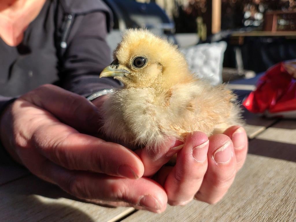 2 zijdehoen krielkipjes 5 weken oud, Dieren en Toebehoren, Pluimvee, Geslacht onbekend