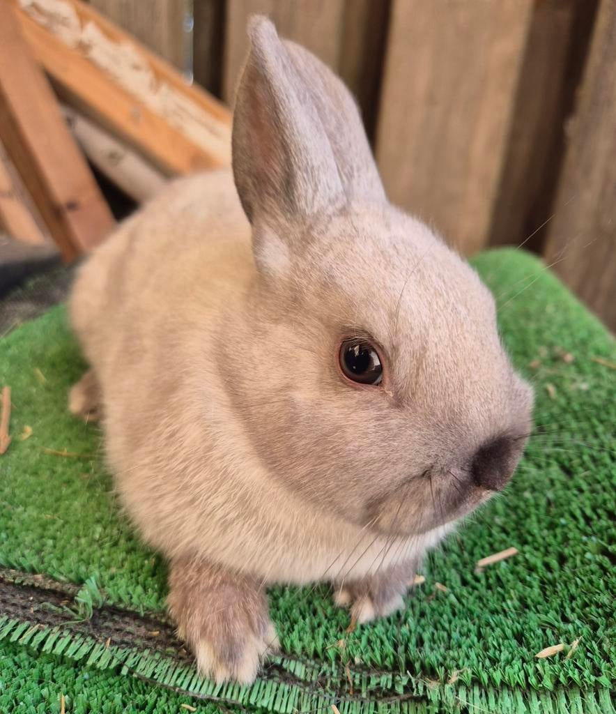 Jonge kleurdwerg konijntjes!, Vrouwelijk, Dwerg, 0 tot 2 jaar